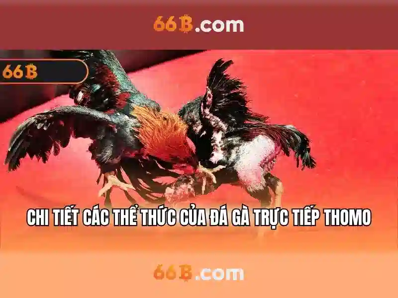 Cách áp dụng 66b cho phân tích và tối ưu