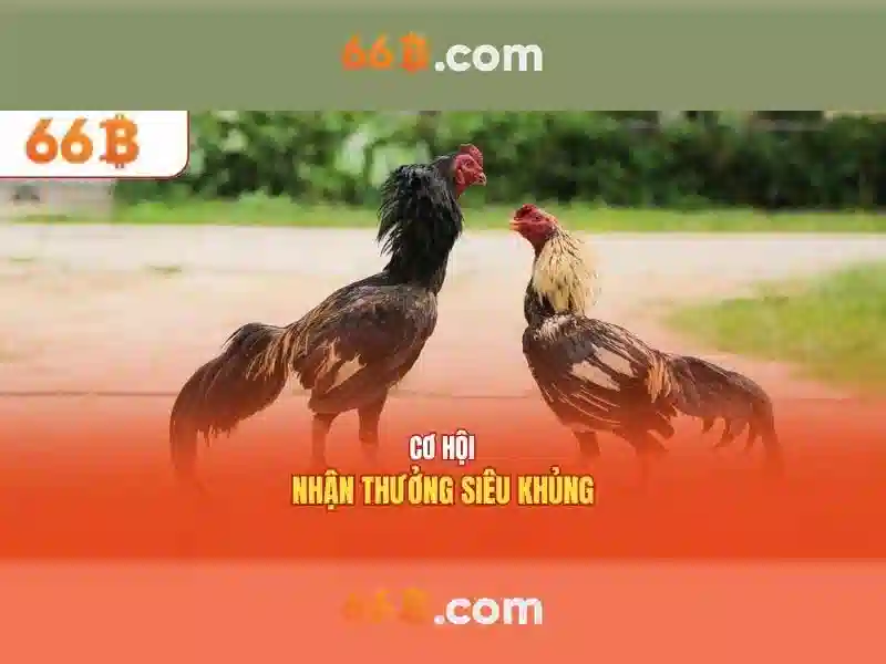 66B là gì
