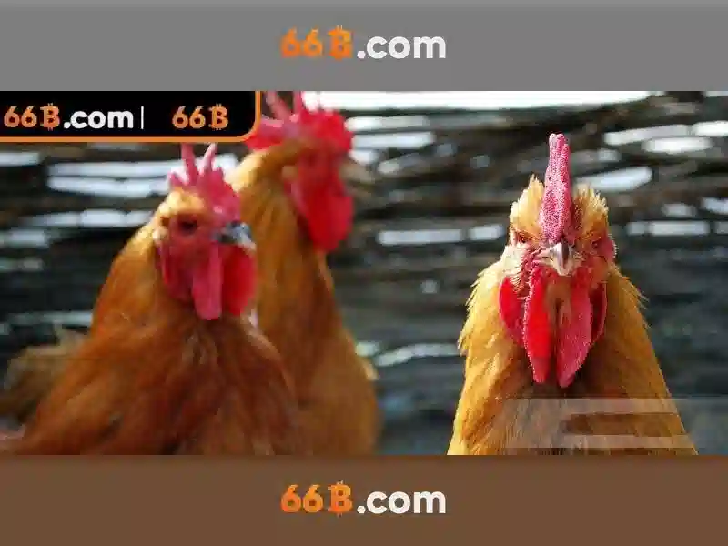 66B: một cái nhìn tổng quan về một mô hình ngôn ngữ lớn